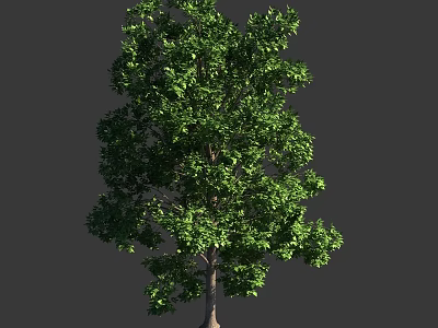 Lush Green Leafy Arbor Tree With Brown Trunk Isolated On Gray Background 3d model
