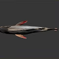 Silver And Orange Fish With Reflection On Gray Background And Small Cube