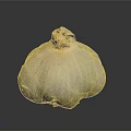 Fresh White Garlic Bulb With Natural Texture On Dark Background And Reflection
