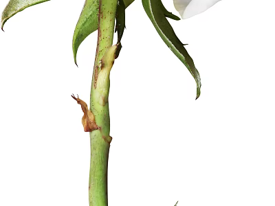 Close Up View Of White Flower Plant With Green Stem And Fresh Leaves 3d model