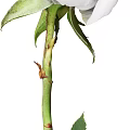 Close Up View Of White Flower Plant With Green Stem And Fresh Leaves