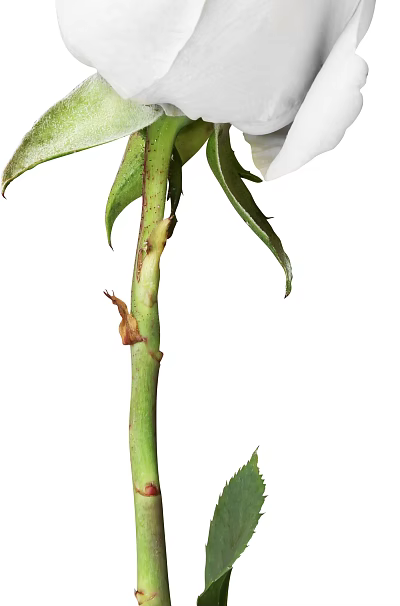 Close Up View Of White Flower Plant With Green Stem And Fresh Leaves 3d model