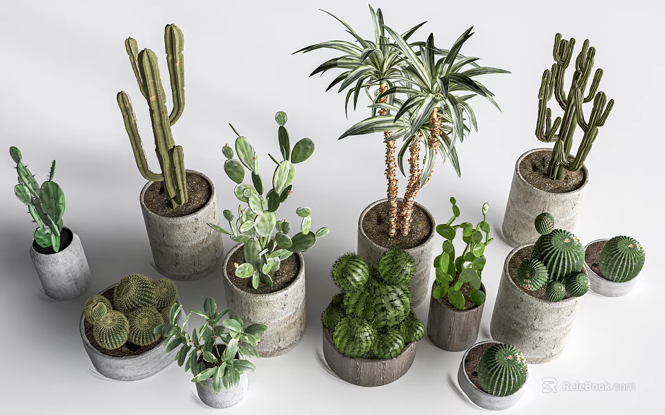 Various Succulent Plants Including Cactus And Aloe In Different Concrete And Wooden Pots 3d model 