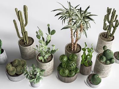 Various Succulent Plants Including Cactus And Aloe In Different Concrete And Wooden Pots 3d model
