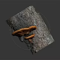 Fresh Orange Mushroom Vegetable Growing On Natural Tree Bark Log 3d model