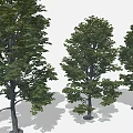 Cartoon Scene With Three Lush Green Leafy Trees And Natural Shaded Trunks