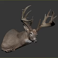 Realistic Deer Taxidermy Head Featuring Large Antlers On Dark Background