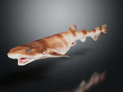 Brown and white striped shark with open mouth against dark background with clear reflection below 3d model
