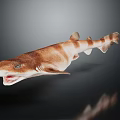 Brown and white striped shark with open mouth against dark background with clear reflection below