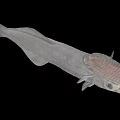 Unique Deep Sea Fish With Transparent Head And Slender Silver Body