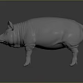 White Standing Pig 3D Model with Detailed Ears on Dark Reflective Surface 3d model