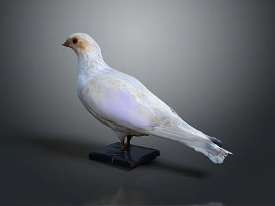 White Pigeon Flying Bird Standing On Black Base With Gray Background 3d model