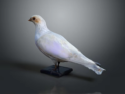 White Pigeon Flying Bird Standing On Black Base With Gray Background 3d model
