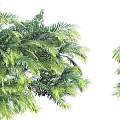 Green Shrub Plants With Lush Foliage For Garden Landscaping Design