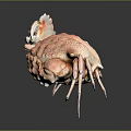 Coral Pink Spotted Crab With Intricate Shell And Extended Legs Isolated On Dark Background