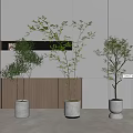 Modern Indoor Bonsai Plants In White Ceramic Pots With Wooden Background