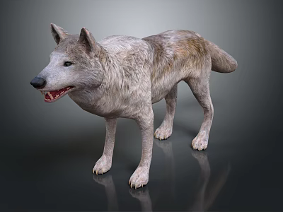 Realistic Wolf 3D Model With Gray White Fur And Standing Pose 3d model