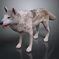 Realistic Wolf 3D Model With Gray White Fur And Standing Pose 3d model