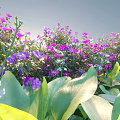 Beautiful Sunlit Garden Flowers With Purple Pink White Blooms And Large Green Leaves
