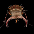 Stag Beetle With Large Curved Mandibles On Black Background Close Up View