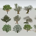 Various Arbor Trees With Diverse Foliage Shapes and Natural Trunk Structures 3d model