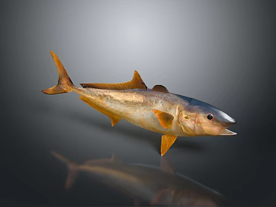 Golden Fish With Orange Fins And Tail On Gray Background With Reflection 3d model
