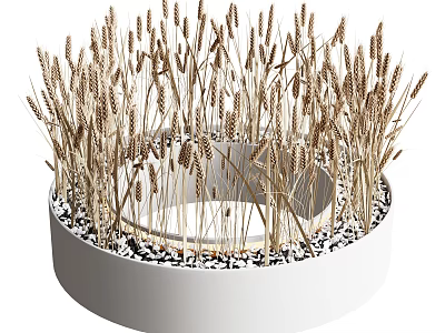 Wheat Ears Growing in White Circular Pot With Black and White Pebbles at the Bottom 3d model