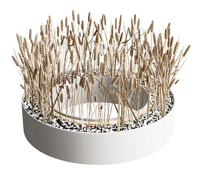 Wheat Ears Growing in White Circular Pot With Black and White Pebbles at the Bottom 3d model
