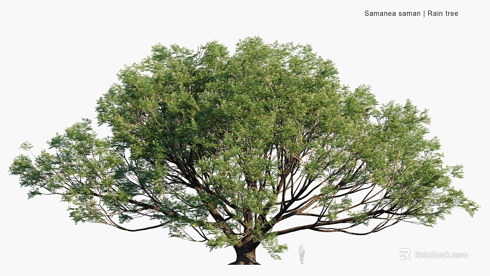 Large Samanea saman Tree Featuring Lush Green Foliage And Broad Canopy 3d model 