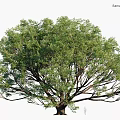 Modern Landscape Trees Arbor Shrubs Road Trees Street Trees Big Trees Old Trees 3d model