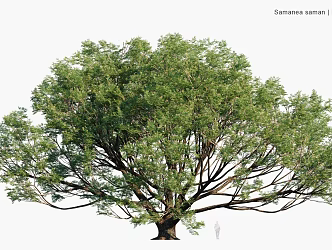 Modern Landscape Trees Arbor Shrubs Road Trees Street Trees Big Trees Old Trees 3d model