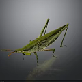 Green Grasshopper with elongated body and long hind legs on gray background with reflection