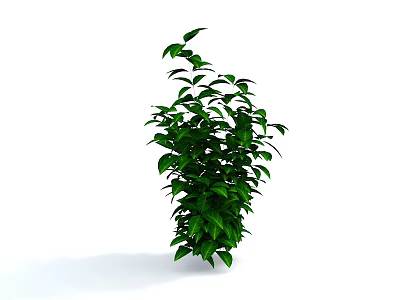 Green Leafy Plant with Dense Foliage in Tall Columnar Shape Against Pure White Background 3d model