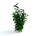 Green Leafy Plant with Dense Foliage in Tall Columnar Shape Against Pure White Background