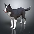 Black And White Dog Standing On Dark Reflective Surface With Shiny Coat