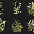 Diverse Flower and Plant Varieties Featuring Pink White Purple Blooms and Lush Green Foliage