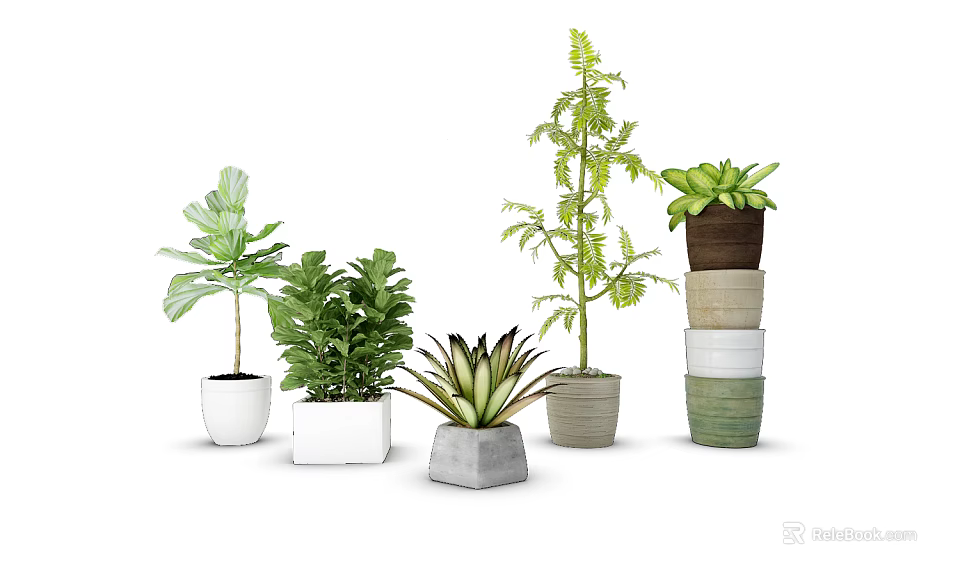 Variety of Indoor Potted Plants with White Gray Brown Green Ceramic Pots 3d model 