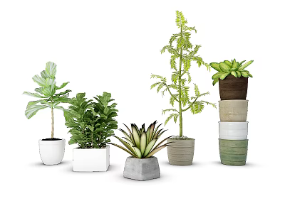 Variety of Indoor Potted Plants with White Gray Brown Green Ceramic Pots 3d model