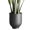 Indoor Potted Plants With Variegated Green And White Leaves In Black Pots