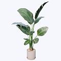 indoor potted plant 3d model