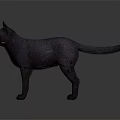 Detailed Black Cat with Orange Eyes Standing on Gray Background 3D Rendering 3d model