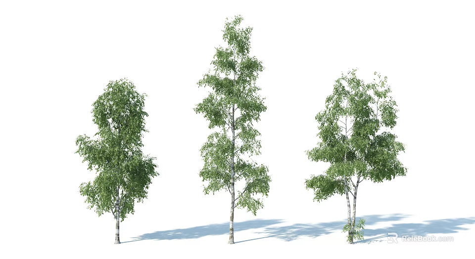 Three Birch Trees With Lush Green Leaves And White Trunks Casting Shadows 3d model