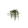 Lush Green Hanging Basket Plant With Trailing Leaves For Indoor Decoration