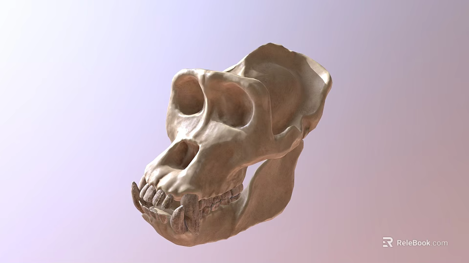 Realistic 3D Model of Ape Skull Showing Anatomical Structure Details 3d model 