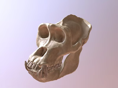 Realistic 3D Model of Ape Skull Showing Anatomical Structure Details 3d model