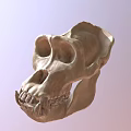 Realistic 3D Model of Ape Skull Showing Anatomical Structure Details