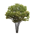 Tree 3d model