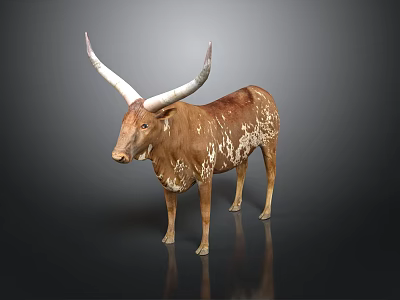 Brown and white spotted longhorn cattle standing on dark background with reflection 3d model