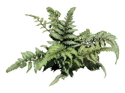 Lush Green Fern Plant With Feathery Fronds And Fresh Leaf Details 3d model
