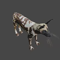African Wild Dog With Distinctive Spotted Coat And Large Ears Standing